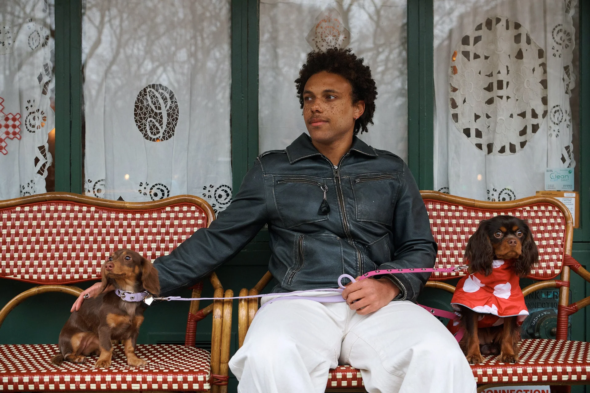 Unleash Your Dog's Inner Icon